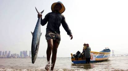 Goa: Formalin scare, import ban raise local fish prices