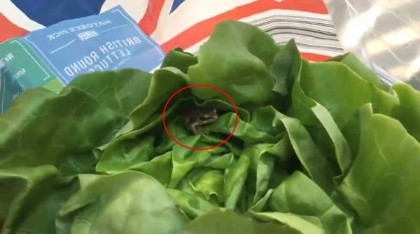 frog lettuce bag video, viral video frog, frog found lettuce bag, woman finds frog in bag viral video, indian express, indian express news