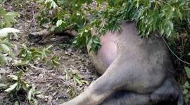 Manipur: Mysterious disease kills 19 cattle in Senapati district