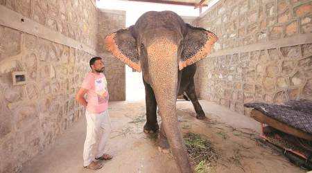 The elephant in the room: A day in the life of Haathi Gaon in Jaipur