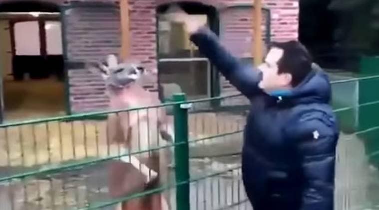 Turkish man taunts caged kangaroo, man throws punches on kangaroo, man abuses and taunts animal, animal abuse,