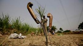 kharif crop 759 sugar mills, ethanol, sugar mills to produce ethanol, indian express