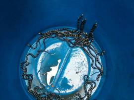 In Kerala's Kannur, King Cobra conservation has the backing of people