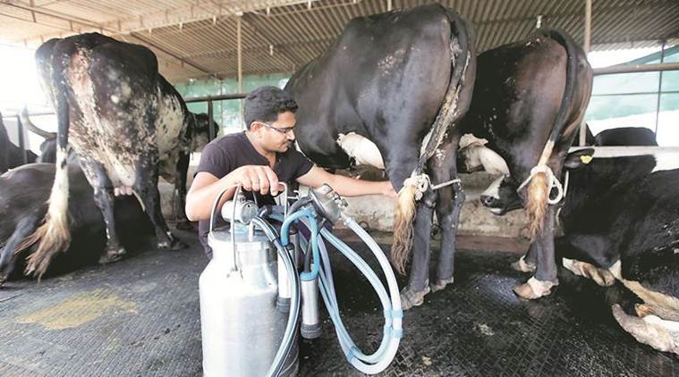 organic milk farmers northeast under pressure