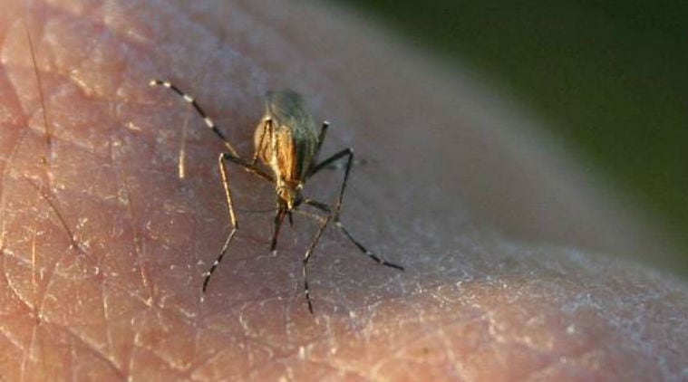 NASA, global mosquito populations, NASA DEVELOP programme, Zika virus, Google Earth Engine, NASA GLOBE Observer, global epidemics, Mosquito Habitat Mapper tool, citizen science data 