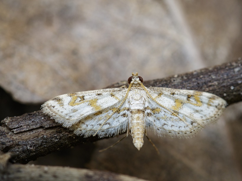 It’s National Moth Week! Here are some amazing moth facts