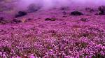 After 12 years, neelakurinji flowers will turn Kerala hills into purple landscape