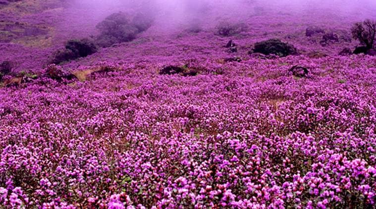 After 12 years, Neelakurinji flowers will turn the lush