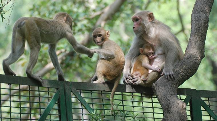 Jungleland, animal kingdom, Turtle moms, animal life