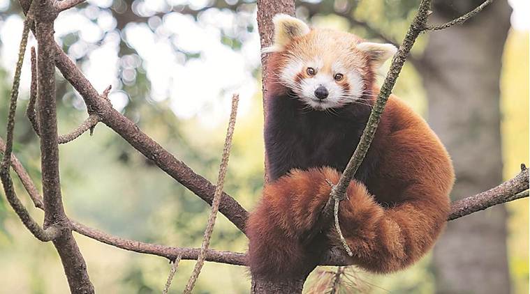Step away from extinction, four endangered species on rescue list | India  News,The Indian Express