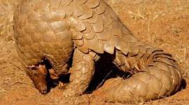 Odisha police to approach Interpol for help in busting global pangolin smuggling operation