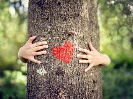 tress, plant delhi, delhi, delhi green environemnt, why are tress getting cut in delhi, kinder garden