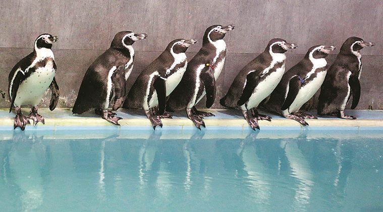Mumbai's Byculla Zoo to soon cradle India’s first penguin