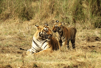 Uttarakhand HC asks CBI to probe tiger deaths, says it has 'sufficient material' that shows officer-poacher nexus