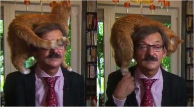 VIDEO: Cat steals the show as it 'interrupts' political analyst's TV  interview | Trending News,The Indian Express