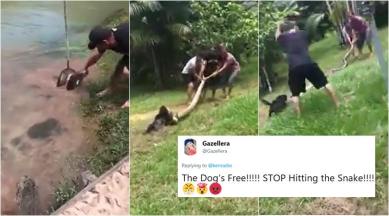 python attack video, python attack dog, dog saved from python, men save dog from snake, snake rescue videos, viral videos, animal videos, indian express