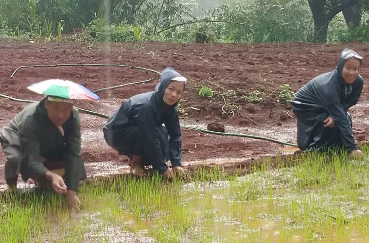 Spread NE, Assam, Organic farming