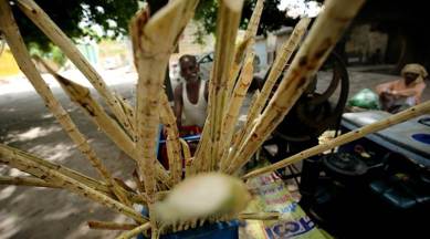 Punjab sugarcane farming, Punjab sugarcase farmers, sugarcane farming Punjab, sugarcane farmers Punjab, Punjab government, India news, Indian Express