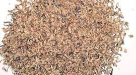 A special tea variety at Rs 39,000/kg: how growers sell, buyers choose