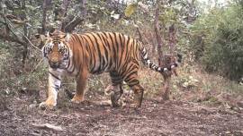 Odisha: Locals in Satkosia allege newly shifted tigress killed woman, thrash forest officials