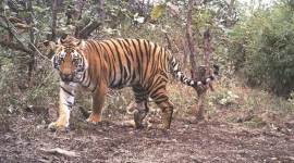 Odisha: Locals in Satkosia allege newly shifted tigress killed woman, thrash forest officials