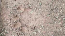 Tiger, Tiger Tapi district, Koknipada village, Maharashtra, India news