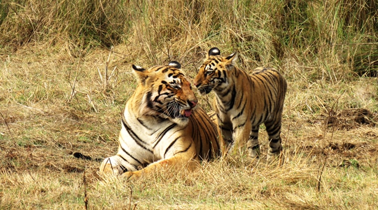 tiger, tiger count, world tiger day, tiger census, narendra modi, tiger number, tiger reserves, tiger numbers increase, indian express