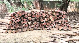 625 logs found buried in pits, police complaint against Delhi Golf Club