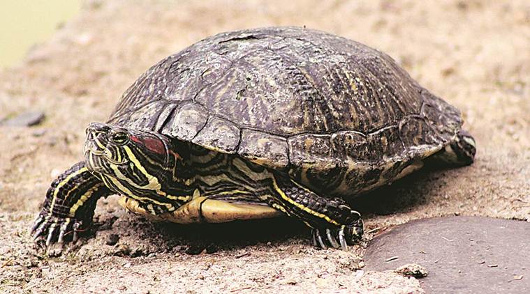Bihar: Inter-state gang of poachers busted, 260 turtles seized