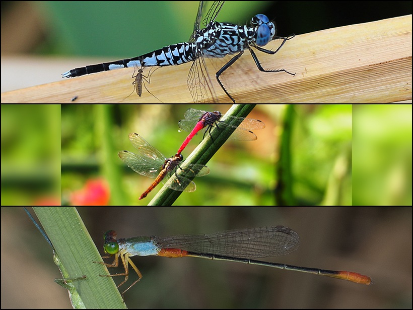 habitat dragonfly solar lights