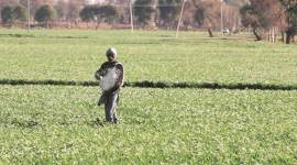 As global prices soar, farmers pay more for fertilisers
