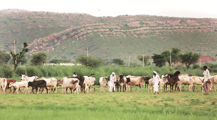 The ‘free’ pastures near Rakbar’s village. (Express photo/Gajendra Yadav)