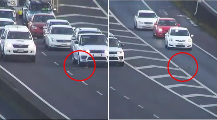 duck cross highway, cars stop for ducks, auckland drivers stop for ducks, drivers stop for animals, viral video, cute videos, animal videos, indian express