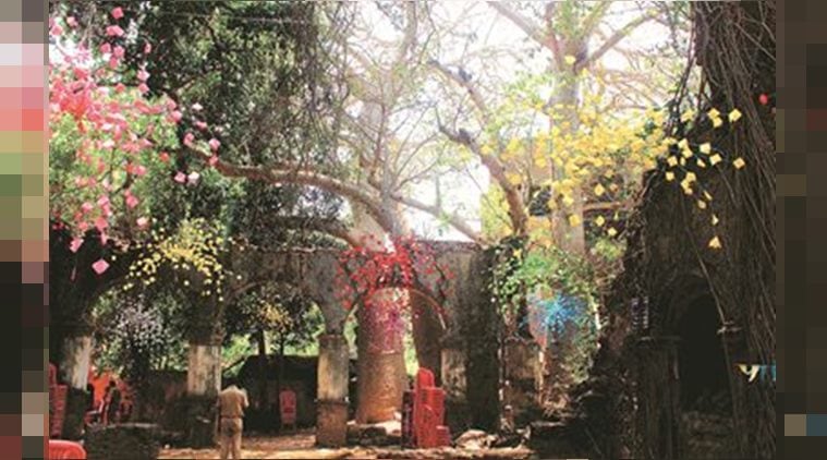 Known to live up to 1,000 years, Baobabs are Mumbai's ‘green monuments’