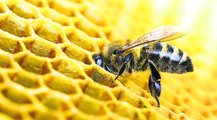 beekeeping, bee, honey, bee-keeping, bee hive, bee honey, honey harvesting method, bee farmers, farmers honey, indian express