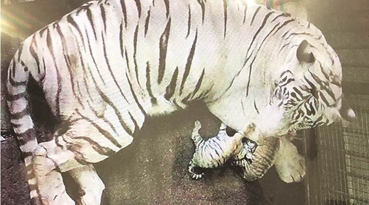 White Tigress In Delhi Zoo Gives Birth To Three Cubs