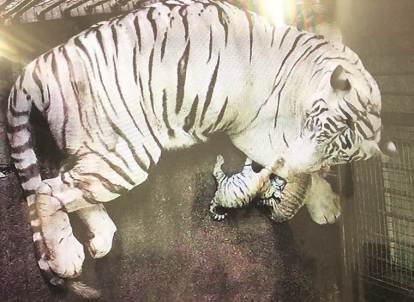 White Bengal tiger cubs unveiled at White Zoo in Austria, The Independent