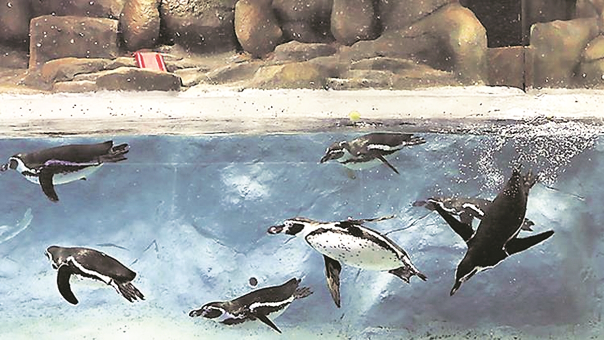 Mumbai: Byculla zoo may reopen by month end | Cities News,The Indian Express