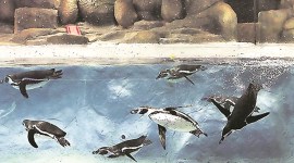 bmc, byculla zoo revamp, sewage treatment plant in byculla zoo, mumbai city news