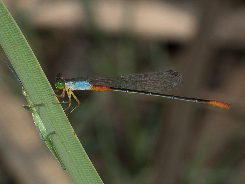 dragonflies