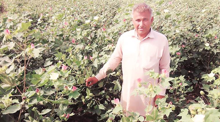 cotton growth, whitefly pest, cotton belt, cotton harvest, punjab agriculture, Punjab cotton farmers, cotton production, indian express