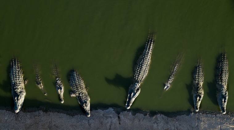 Israel faces crocodile conundrum with stranded reptiles