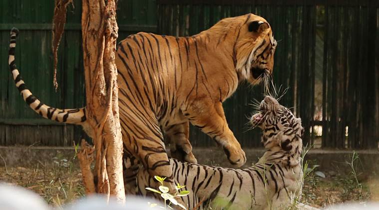 Two tiger cubs die within 10 days at Delhi Zoo | Delhi News - The ...