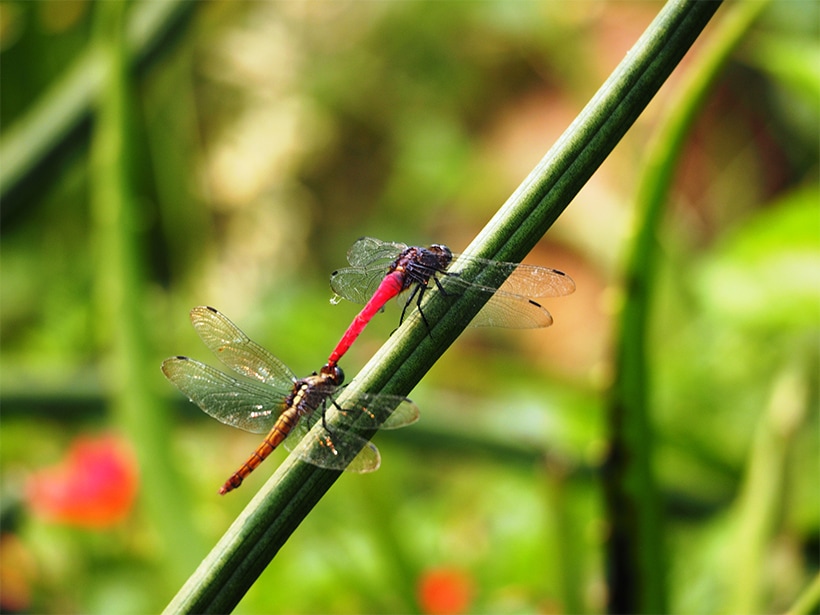 dragonflies, dragonflies and damselfies, wildlife, environment