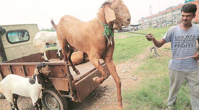 'Illegal khattals, cruelty to animals, govt not ...