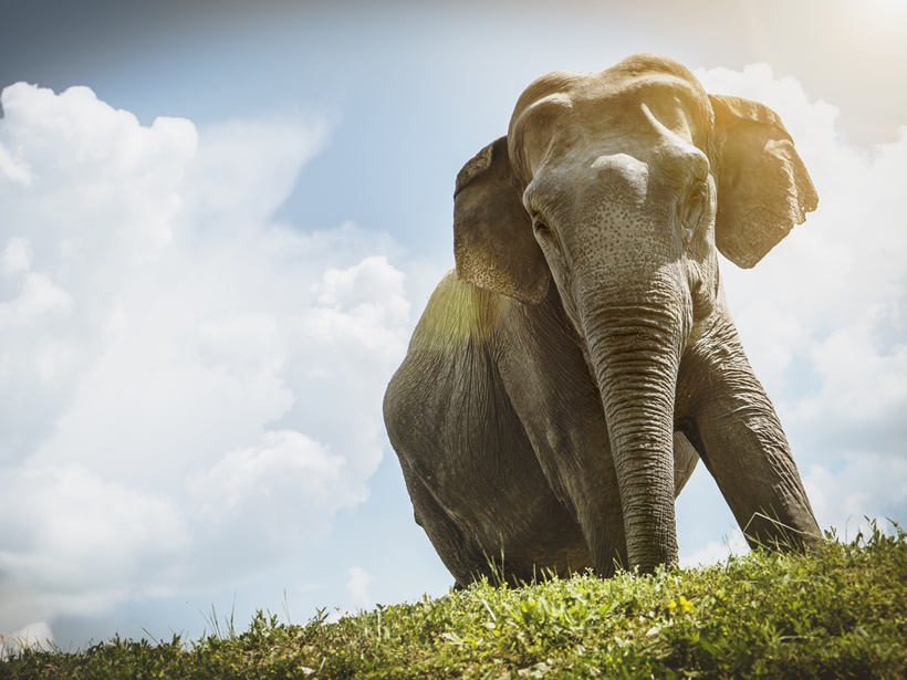 world elephant day, elephant facts, facts for kids