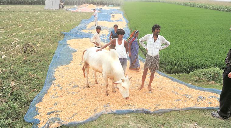 A maize farmer with his harvested produce in Bihar’s Katihar district. Growers like him benefited from the global commodity boom during 2003-13.  Prashant Ravi