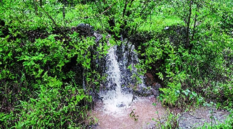 sun, rain, nature, wild, wildlife, forest, jungle, forests of india, animals, birds, indian express, indian express news