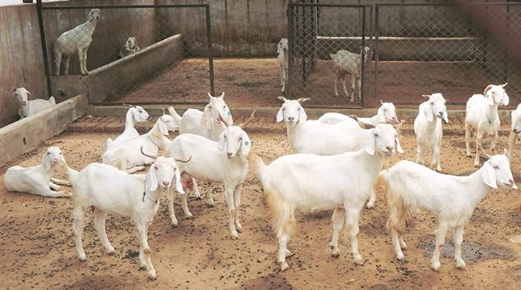 Gujarat: Congress, BJP spar over goat shed ahead of Bakr 