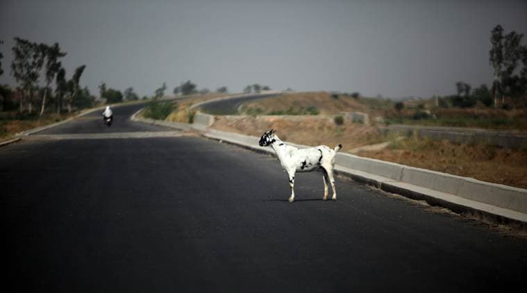 A goat stands on a highway